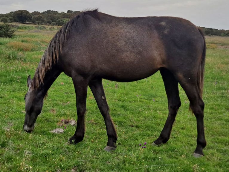 PRE Mestizo Yegua 3 años 156 cm Tordillo negro in Cacéres