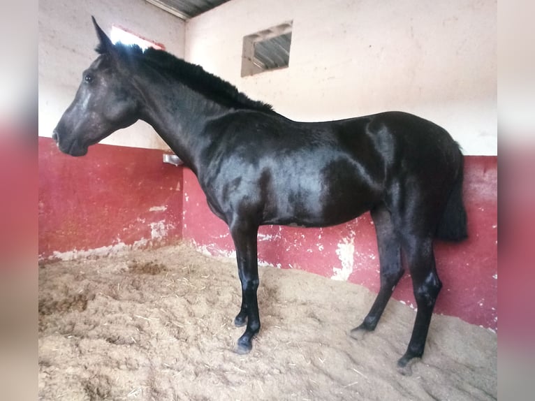 PRE Yegua 3 años 157 cm Negro in Pedralba
