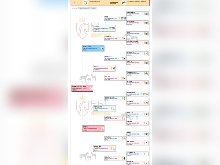 PRE Yegua 3 años 157 cm Negro in Pedralba