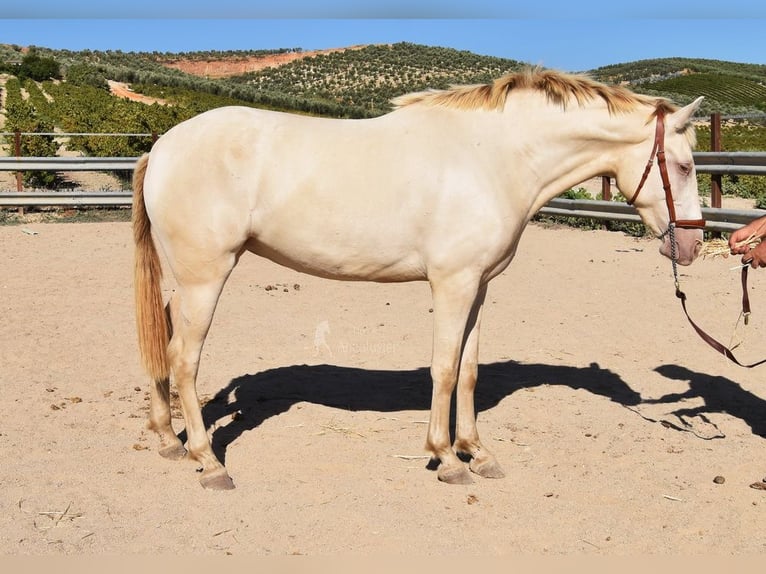 PRE Yegua 3 años 157 cm Perla in Provinz Cordoba