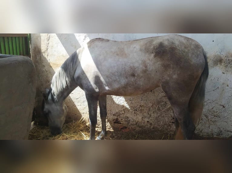 PRE Yegua 3 años 157 cm Tordo in Almeria