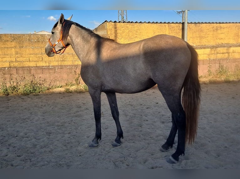PRE Mestizo Yegua 3 años 157 cm Tordo ruano in Caceres