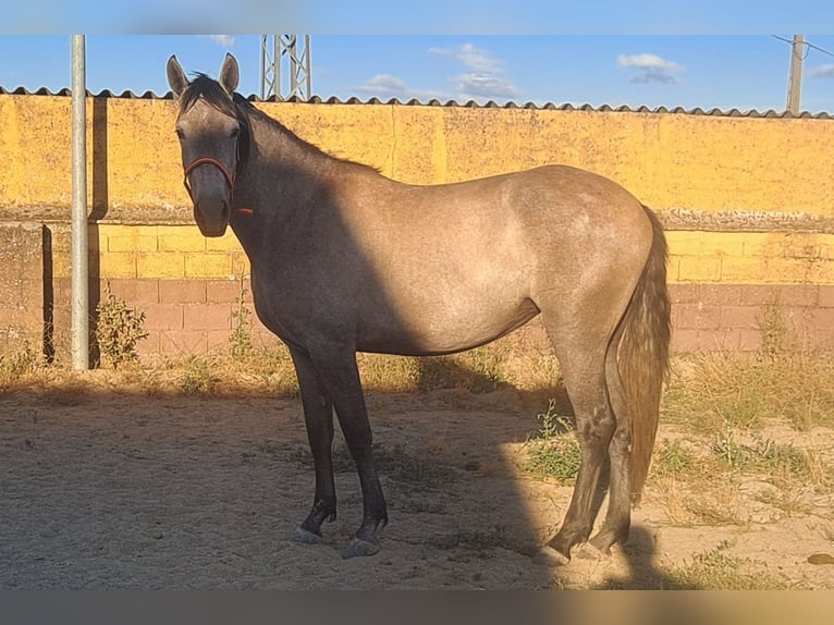 PRE Mestizo Yegua 3 años 157 cm Tordo ruano in Caceres