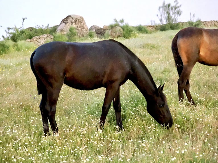 PRE Mestizo Yegua 3 años 158 cm Negro in Navas Del Madroño
