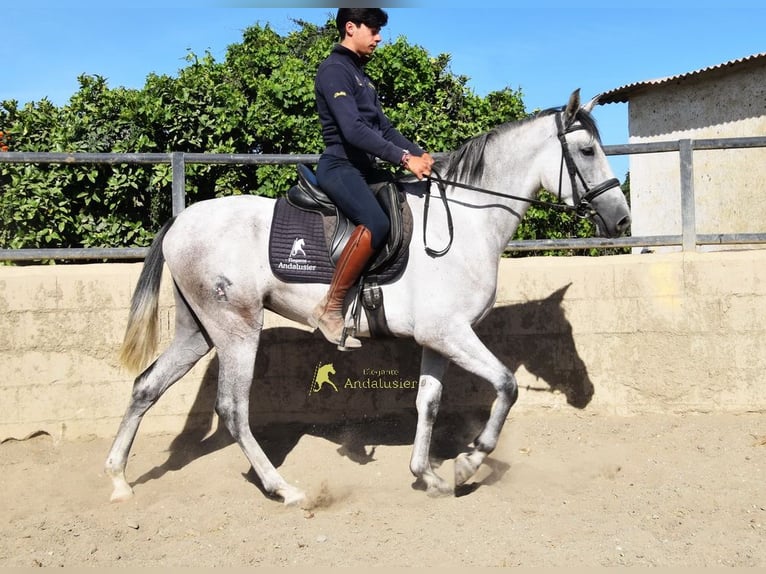 PRE Yegua 3 años 158 cm Tordo in Provinz Malaga