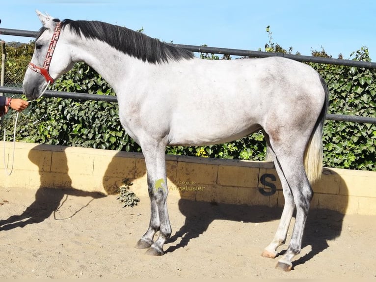 PRE Yegua 3 años 158 cm Tordo in Provinz Malaga