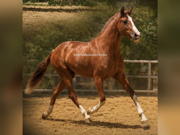PRE Yegua 3 años 160 cm Alazán in Sevilla