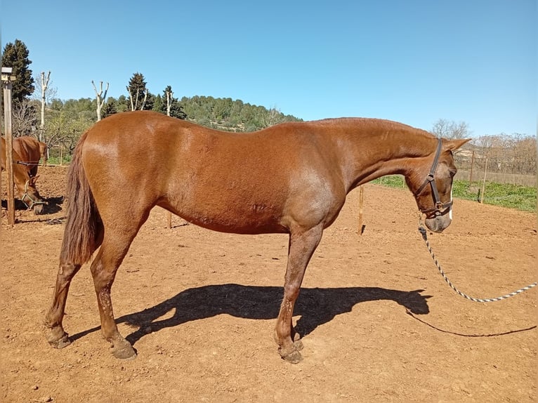 PRE Yegua 3 años 160 cm Alazán in cataluña