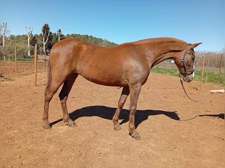 PRE Yegua 3 años 160 cm Alazán in cataluña