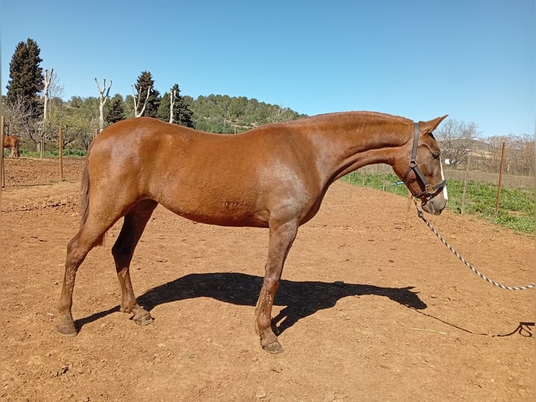 PRE Yegua 3 años 160 cm Alazán in cataluña
