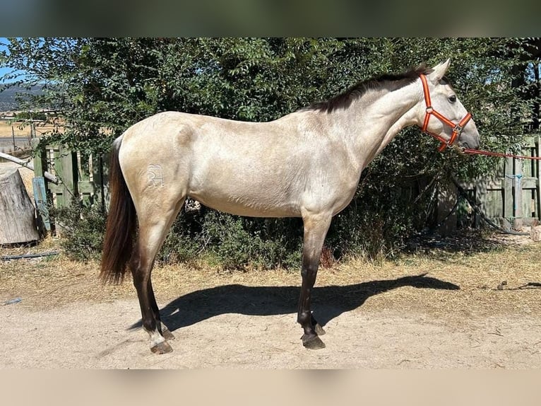 PRE Yegua 3 años 160 cm Bayo in Ávila