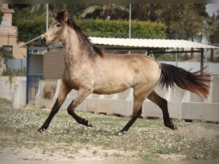PRE Mestizo Yegua 3 años 160 cm Buckskin/Bayo in Valencia