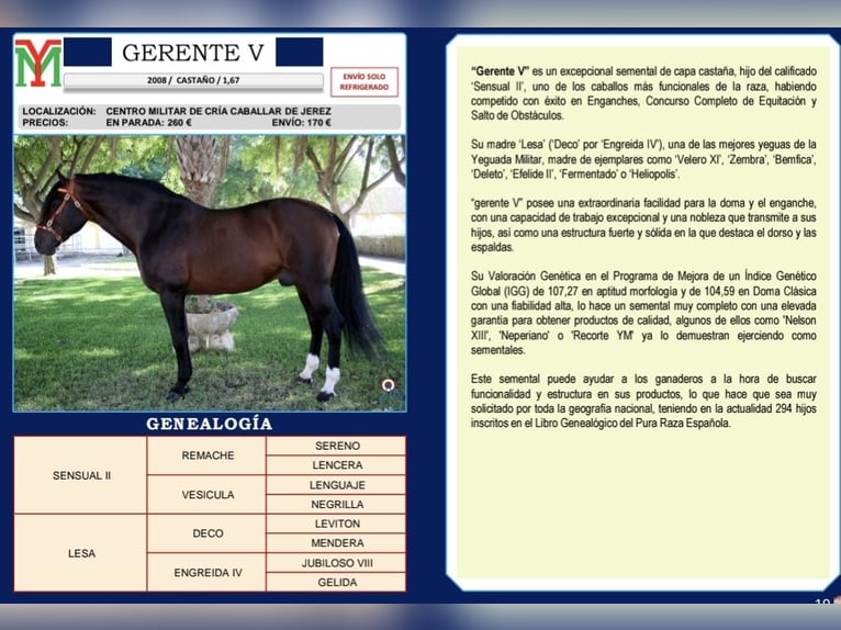 PRE Yegua 3 años 160 cm Castaño in Aracena