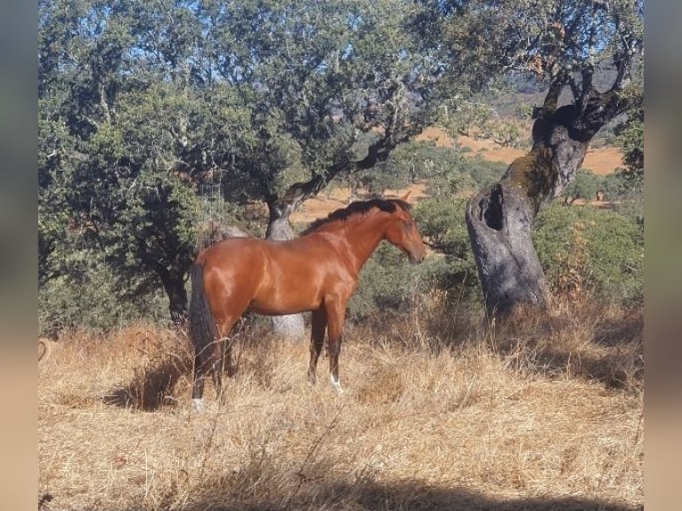 PRE Yegua 3 años 160 cm Castaño in Aracena