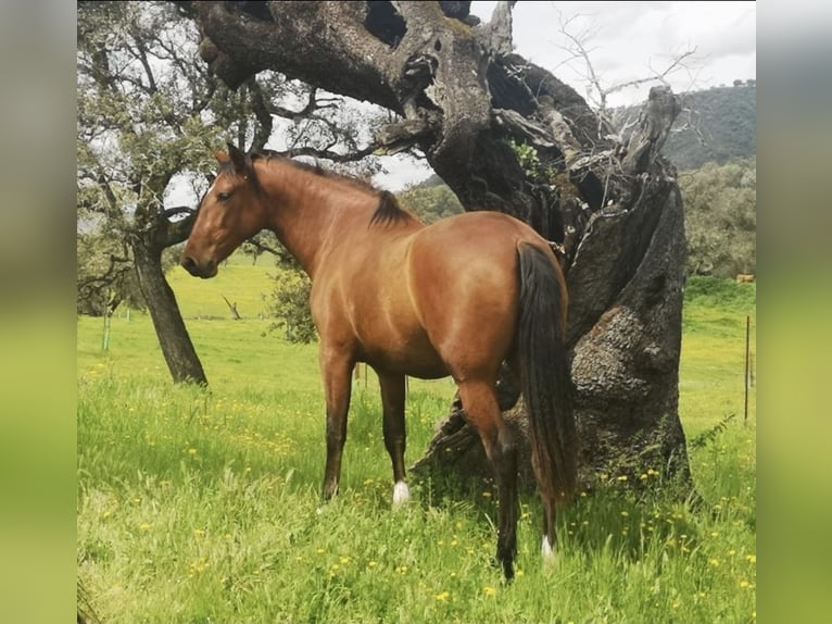 PRE Yegua 3 años 160 cm Castaño in Aracena