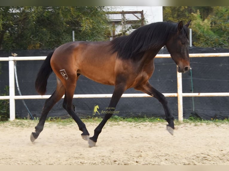PRE Yegua 3 años 160 cm Castaño oscuro in Provinz Malaga