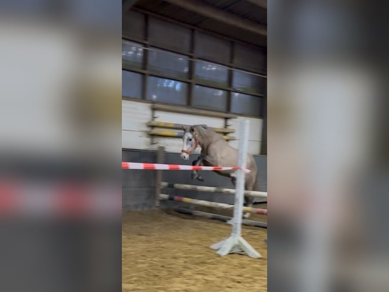 PRE Yegua 3 años 160 cm Musgo marrón in Otterberg