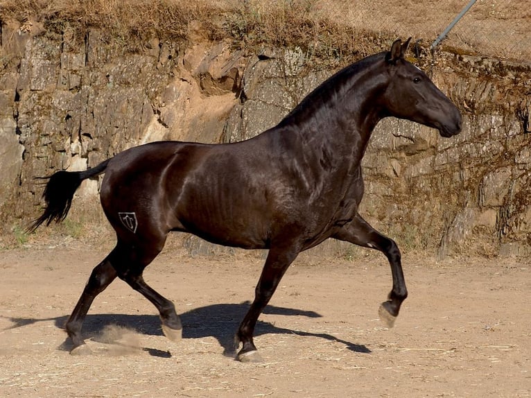 PRE Mestizo Yegua 3 años 160 cm Negro in NAVAS DEL MADRONO