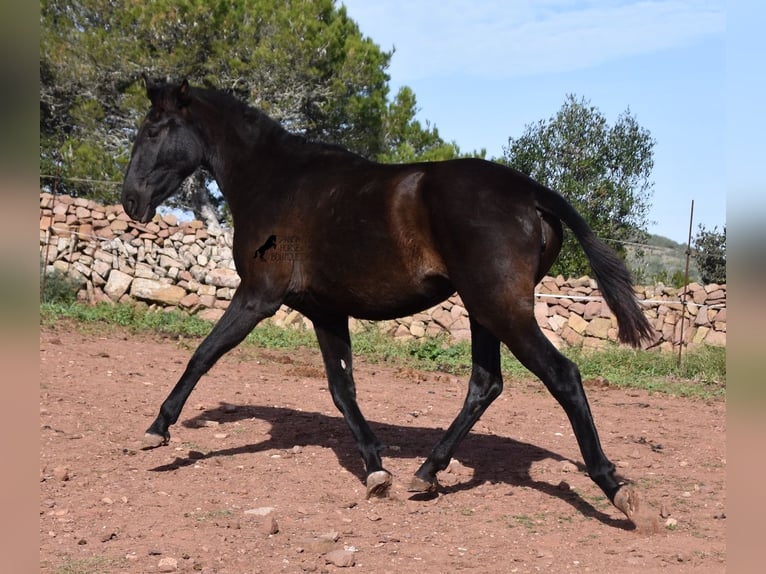 PRE Yegua 3 años 160 cm Negro in Menorca