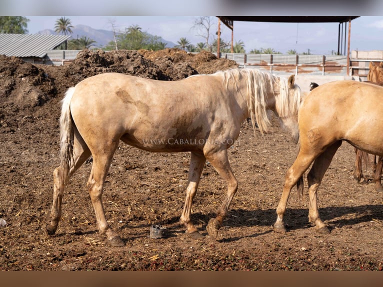 PRE Yegua 3 años 160 cm Palomino in Rafelguaraf