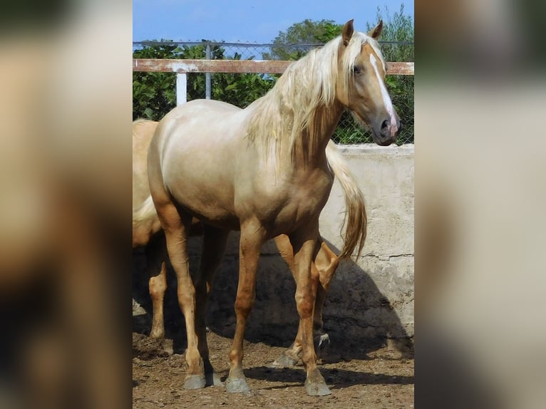 PRE Yegua 3 años 160 cm Palomino in Rafelguaraf