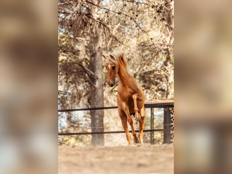 PRE Mestizo Yegua 3 años 160 cm Palomino in Alcoi/Alcoy