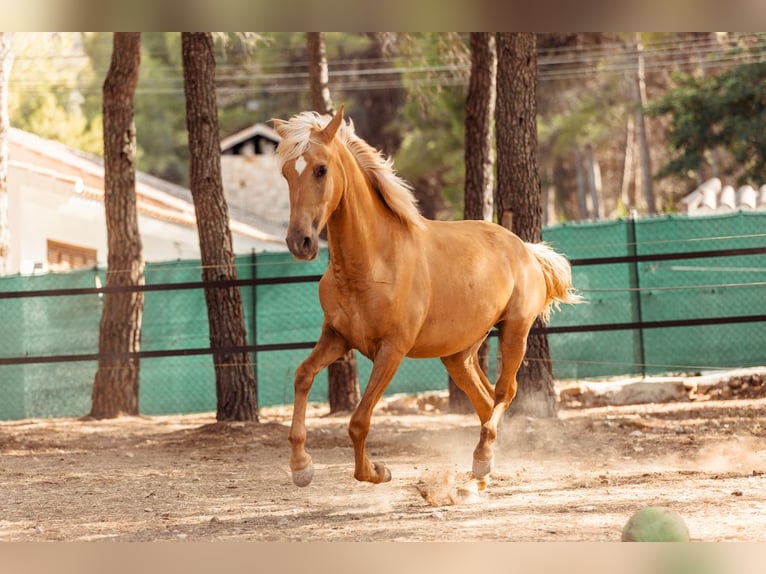 PRE Mestizo Yegua 3 años 160 cm Palomino in Alcoi/Alcoy