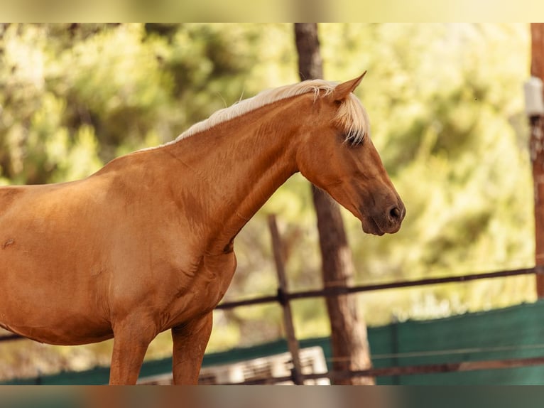 PRE Mestizo Yegua 3 años 160 cm Palomino in Alcoi/Alcoy