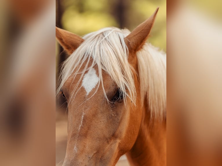 PRE Mestizo Yegua 3 años 160 cm Palomino in Alcoi/Alcoy