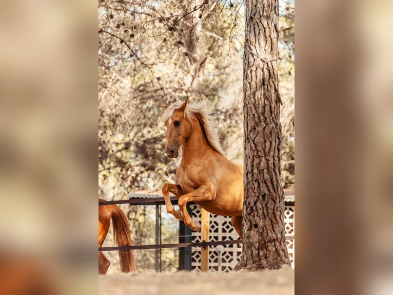 PRE Mestizo Yegua 3 años 160 cm Palomino in Alcoi/Alcoy