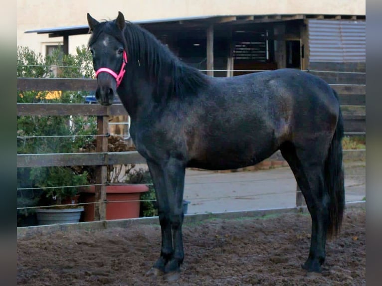 PRE Yegua 3 años 160 cm Tordillo negro in Brandis