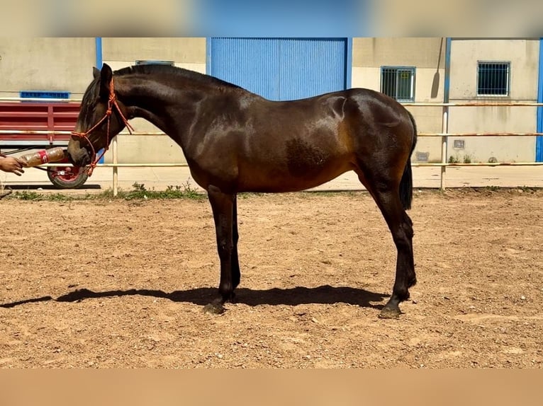 PRE Yegua 3 años 161 cm Bayo in Vivares