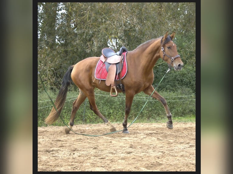 PRE Yegua 3 años 161 cm Castaño in Werneck