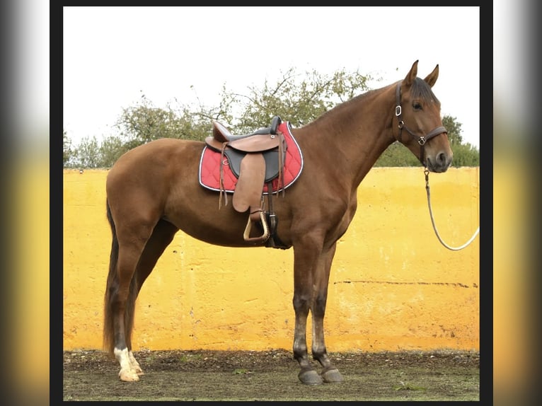 PRE Yegua 3 años 161 cm Castaño in Werneck