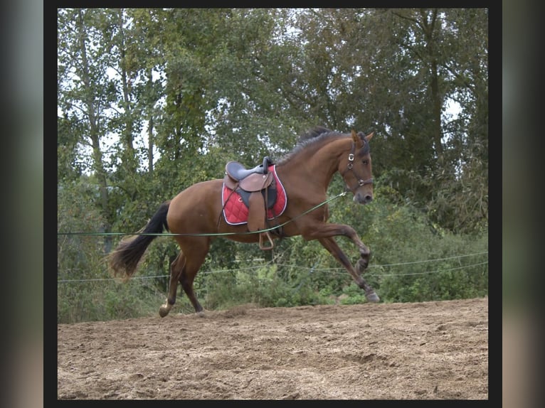 PRE Yegua 3 años 161 cm Castaño in Werneck