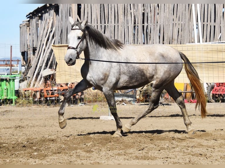 PRE Yegua 3 años 161 cm Tordo in Provinz Granada