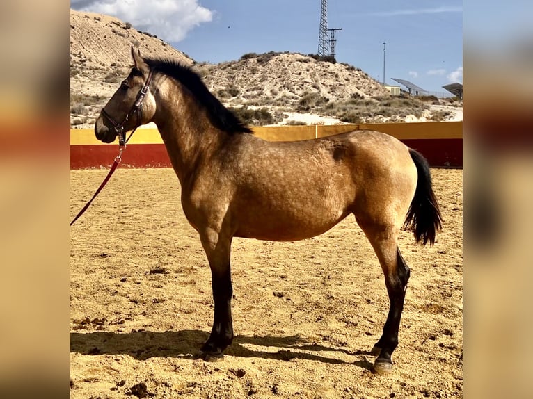 PRE Yegua 3 años 162 cm Bayo in Lorca