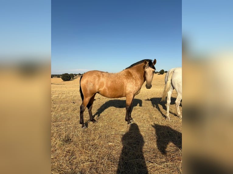 PRE Mestizo Yegua 3 años 162 cm Buckskin/Bayo in Galaroza (Huelva)