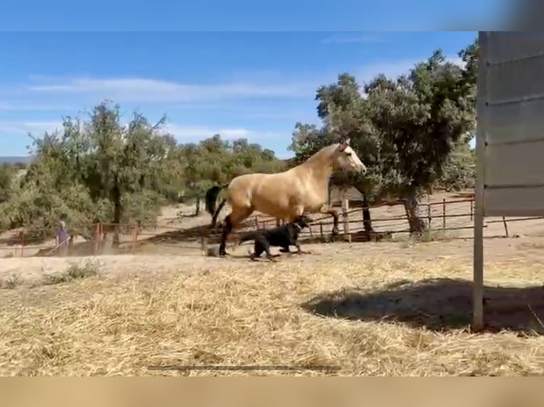 PRE Mestizo Yegua 3 años 162 cm Buckskin/Bayo in Galaroza (Huelva)