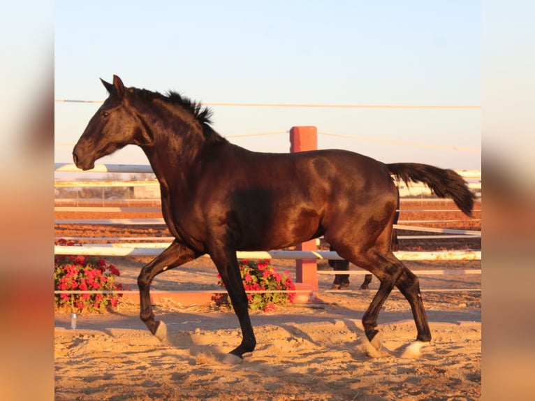 PRE Yegua 3 años 162 cm Negro in Los Rosales