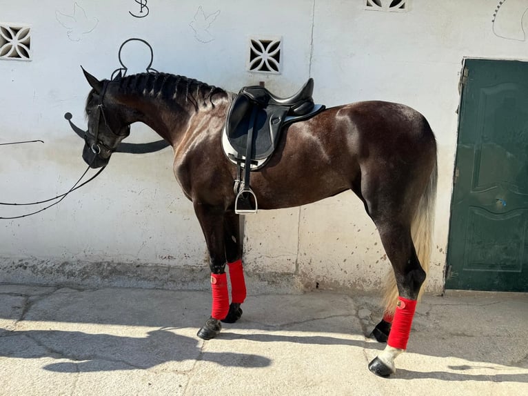 PRE Yegua 3 años 162 cm Tordo in Malaga