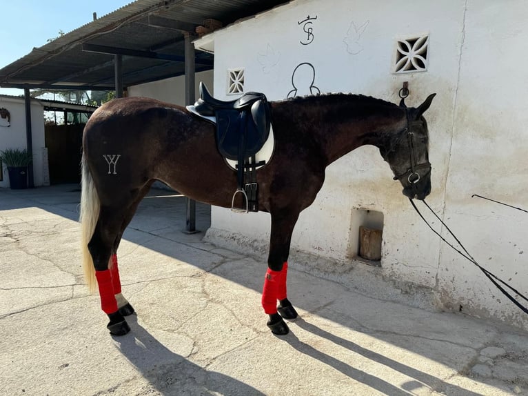 PRE Yegua 3 años 162 cm Tordo in Malaga