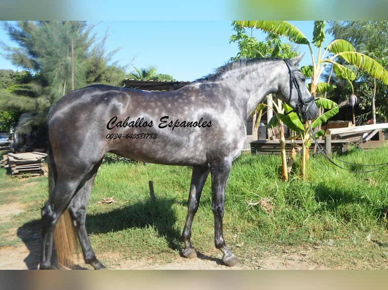 PRE Yegua 3 años 162 cm Tordo rodado in Vejer de la Frontera