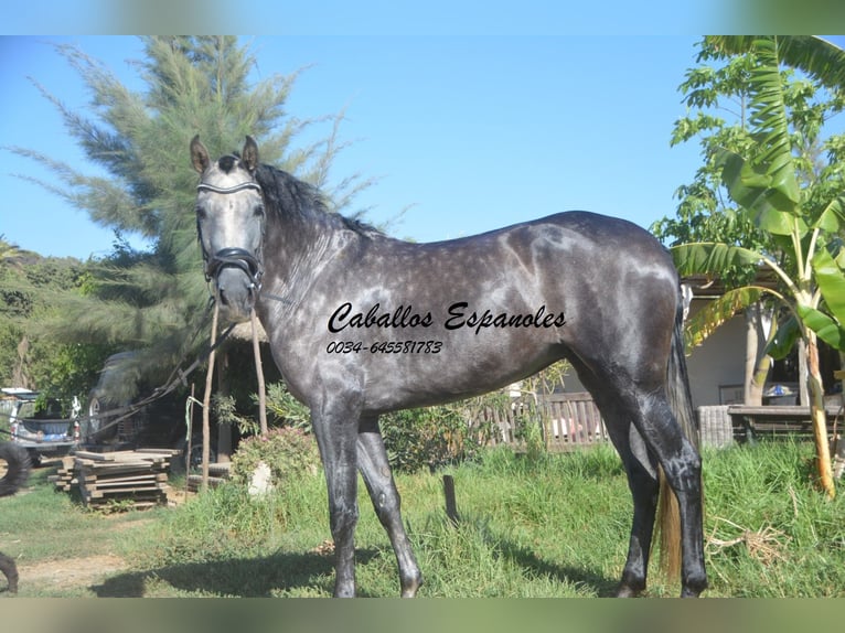 PRE Yegua 3 años 162 cm Tordo rodado in Vejer de la Frontera