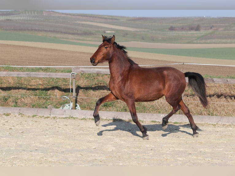 PRE Mestizo Yegua 3 años 163 cm Castaño in Sulzheim