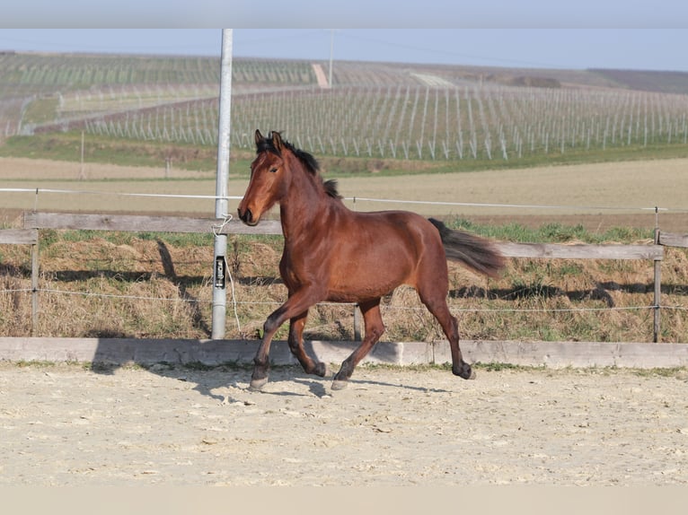 PRE Mestizo Yegua 3 años 163 cm Castaño in Sulzheim
