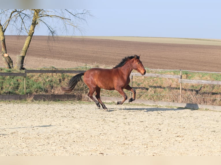 PRE Mestizo Yegua 3 años 163 cm Castaño in Sulzheim