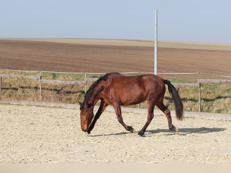 PRE Mestizo Yegua 3 años 163 cm Castaño in Sulzheim