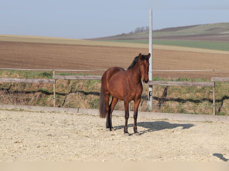 PRE Mestizo Yegua 3 años 163 cm Castaño in Sulzheim