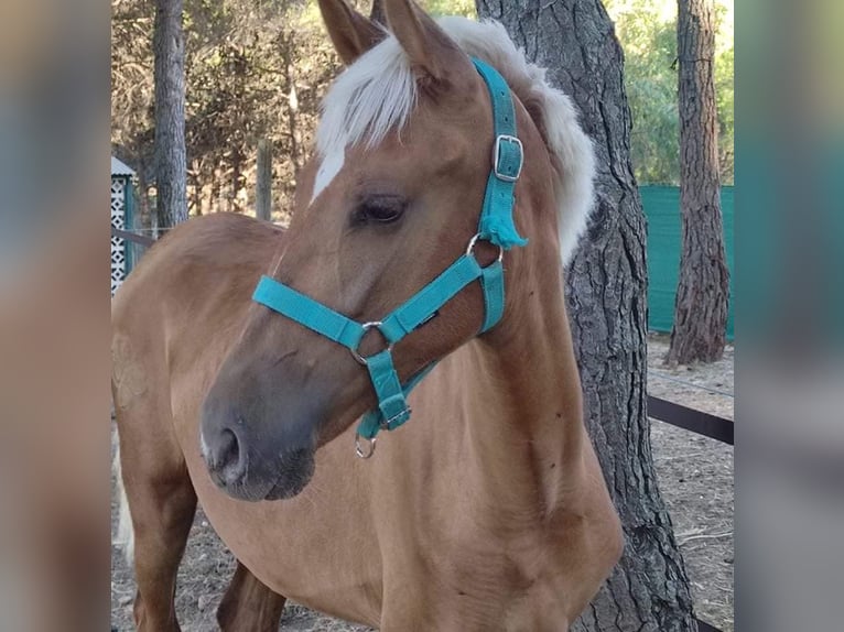 PRE Mestizo Yegua 3 años 163 cm Palomino in Alcoi/AlcoyAlcoy